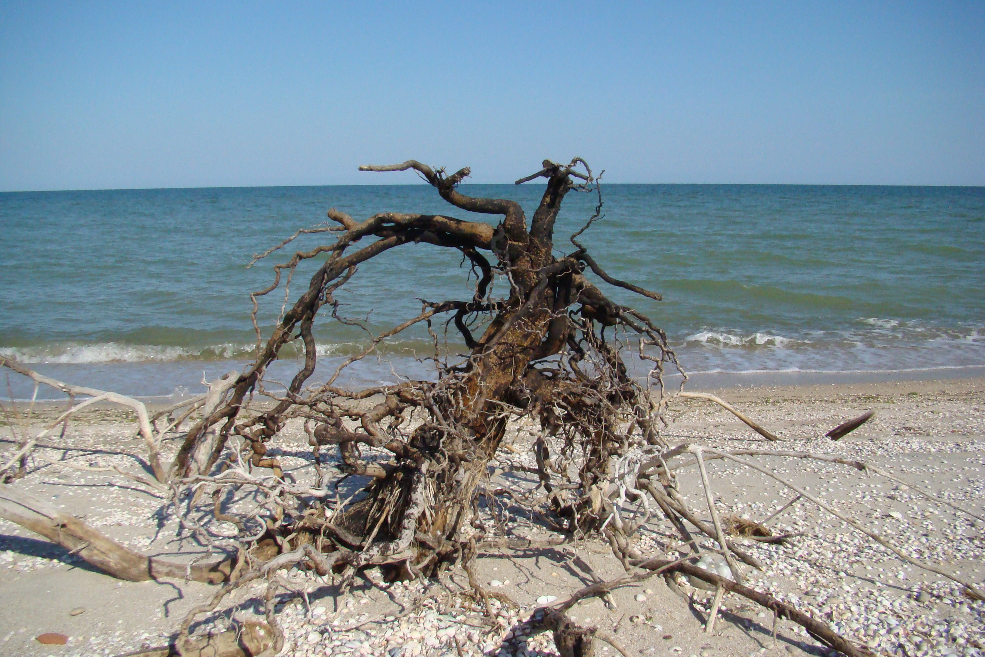 Obytochna Spit, Elaeagnus angustifolia